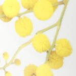 Yellow Wattle