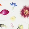 Floral Forager