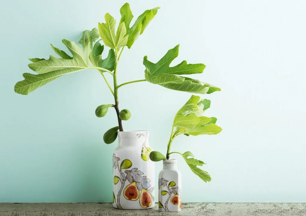 Large Vases