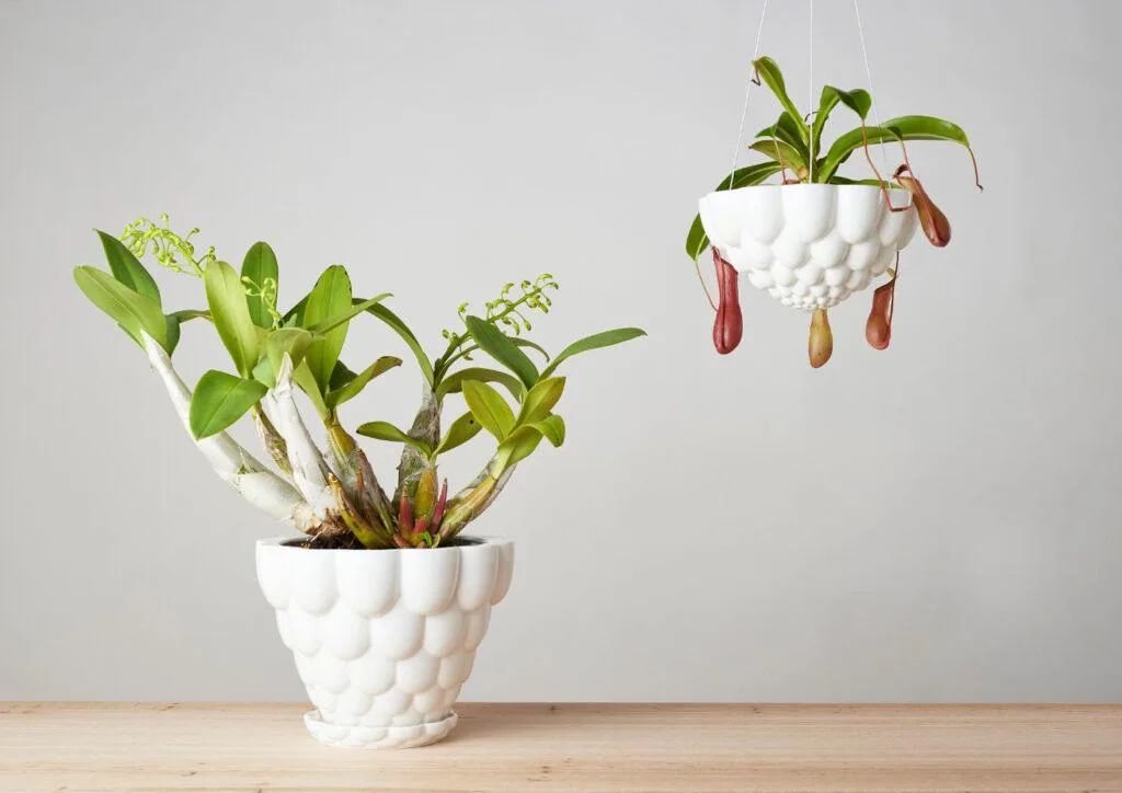 Jelly Plant Pot Yellow