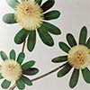 Coastal Banksia