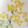 Golden Glow Wattle