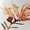 Grevillea Apricot Charm