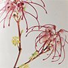 Grevillea Elegance