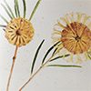Hairpin Banksia