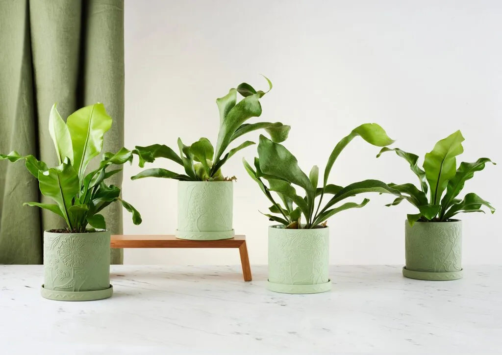 Callista Plant Pot Blush