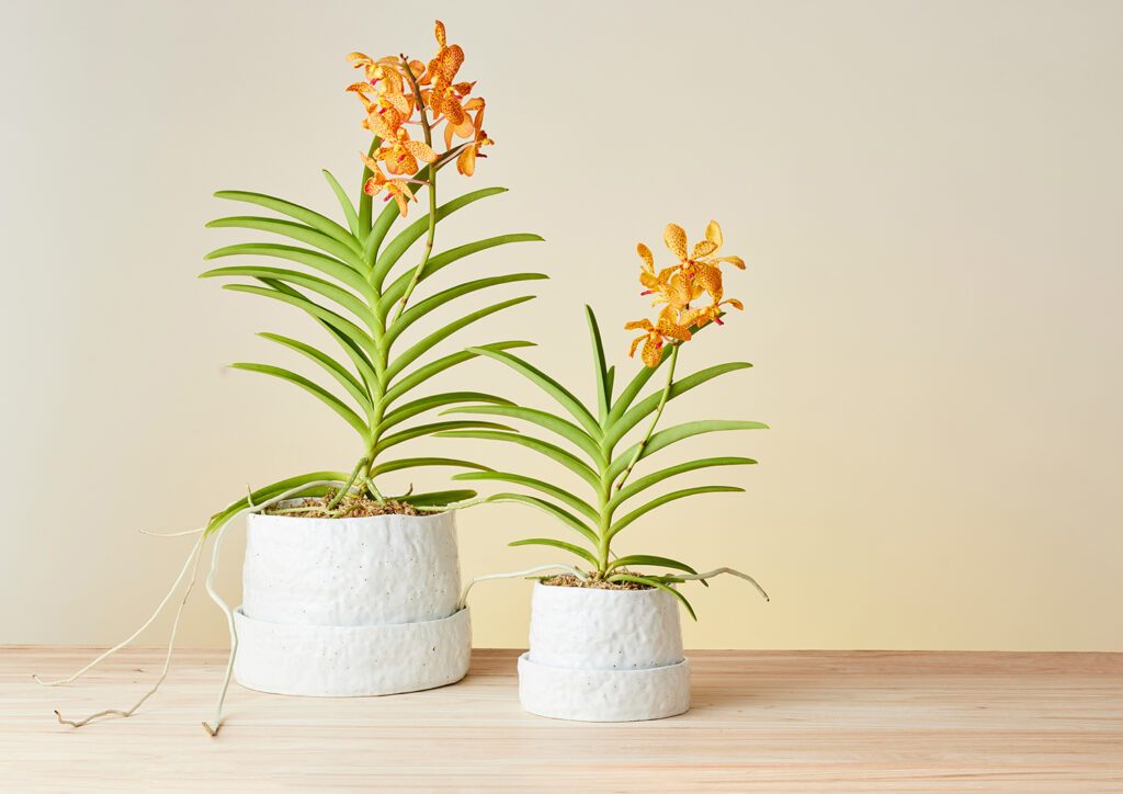 Plant Pots