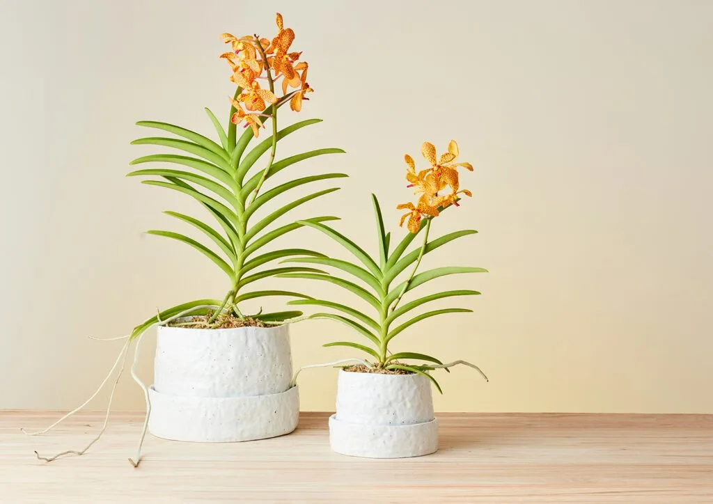 Plant Pots
