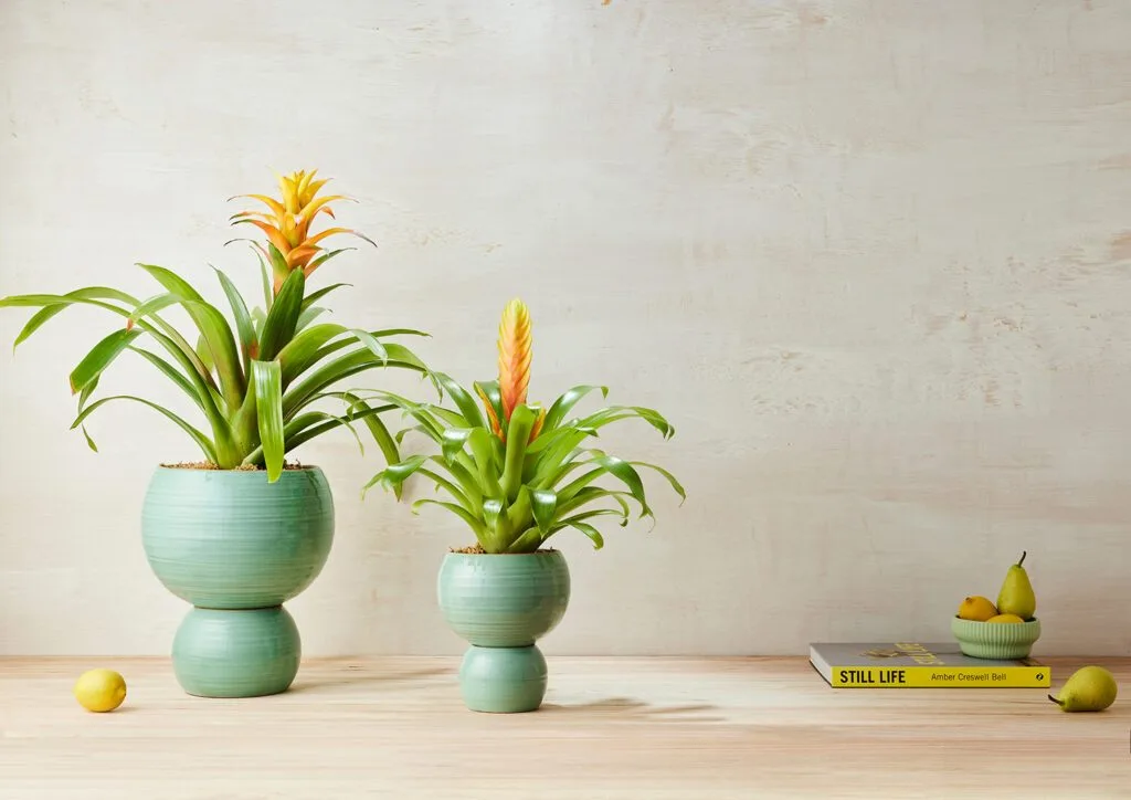 Abstract Relief Plant Pot Thick Line Ochre