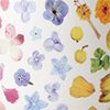 Flower Rainbow