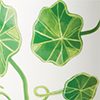 Green Nasturtium
