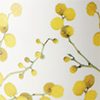 Wattle