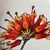 Australian Botanicals