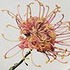 Australian Botanicals