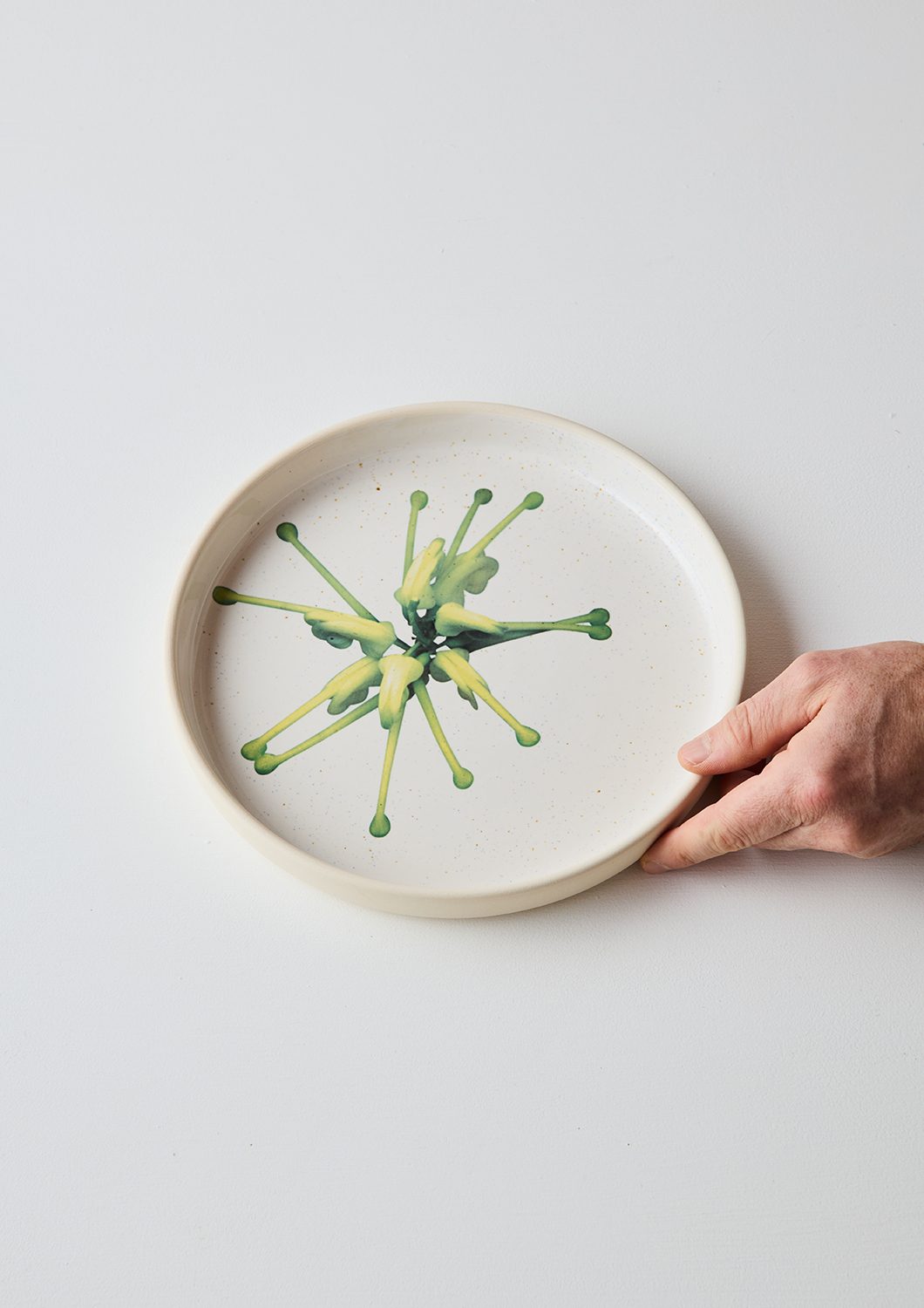 Australian Botanicals - Dinner Plate, Grevillea Green Star