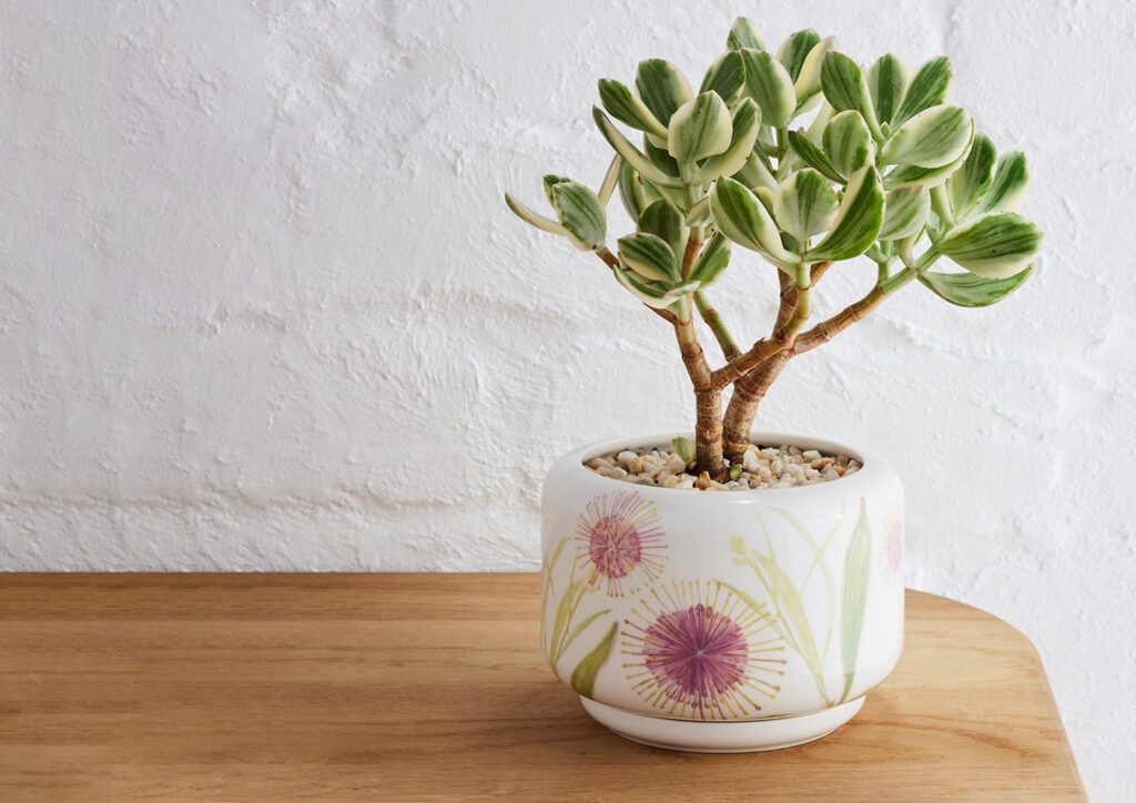 Decorative Succulent