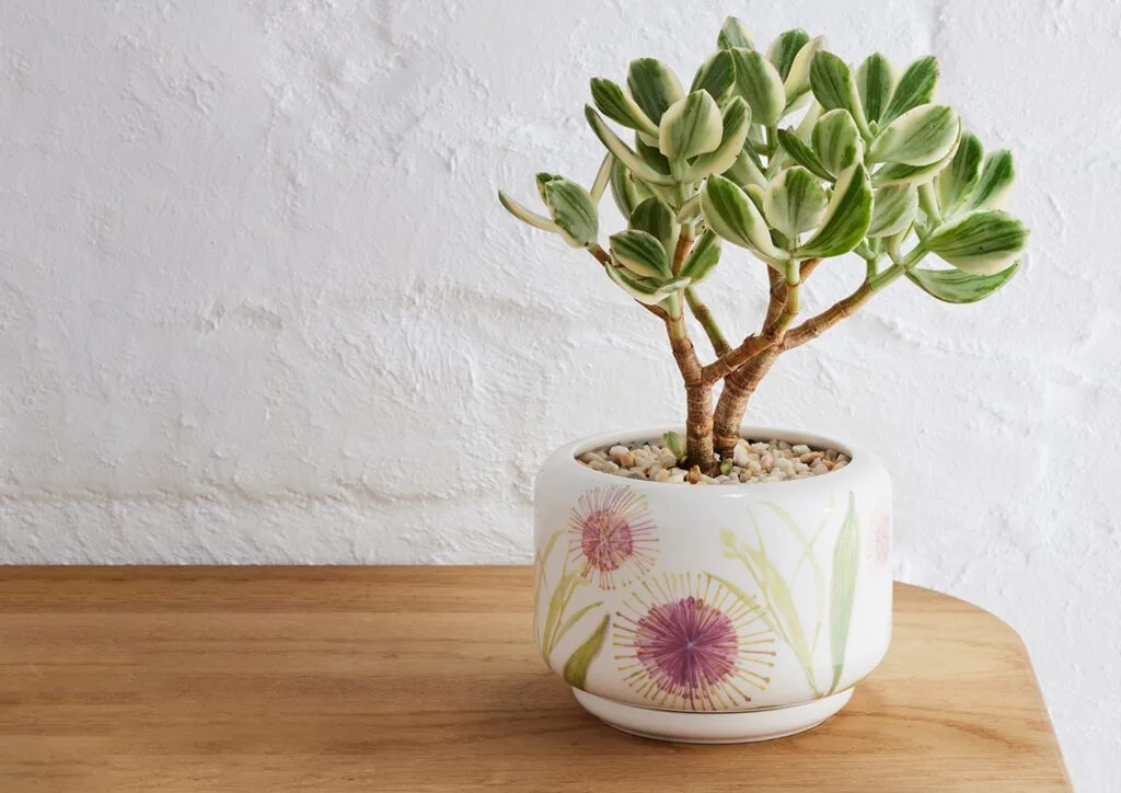 Decorative Succulent