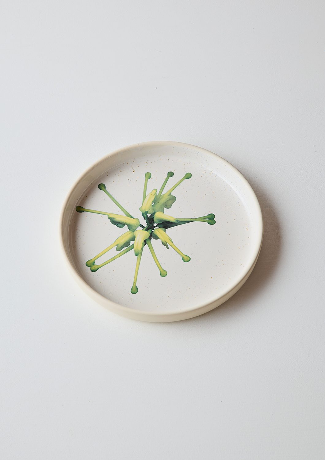 Australian Botanicals - Dinner Plate, Grevillea Green Star